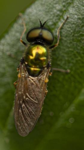 Réf. 359 773 : Chloromya formosa